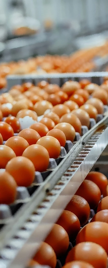 Food and Drink Sector