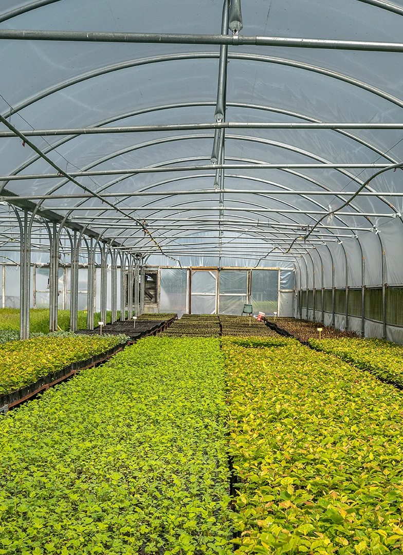 Christie-Elite Nurseries